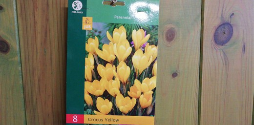 Crocus amarillo