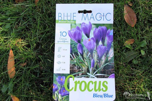Crocus grandiflora bleu