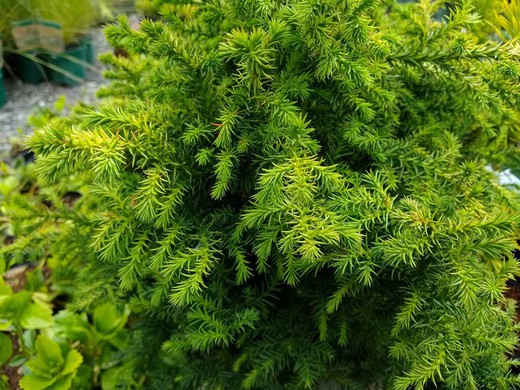 Cryptomeria japonica "Vilmoriniana"