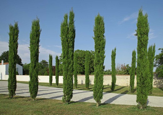 Cupressus sempervirens "Totem"