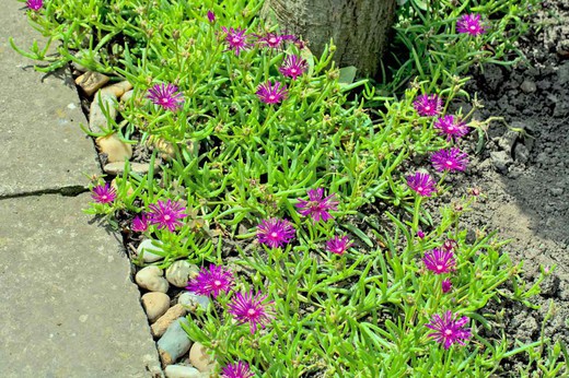 Delosperma cooperi, uña de gato