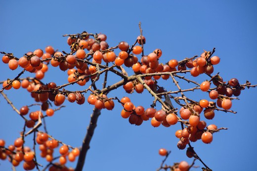 Diospyros lotus, kaki lotus