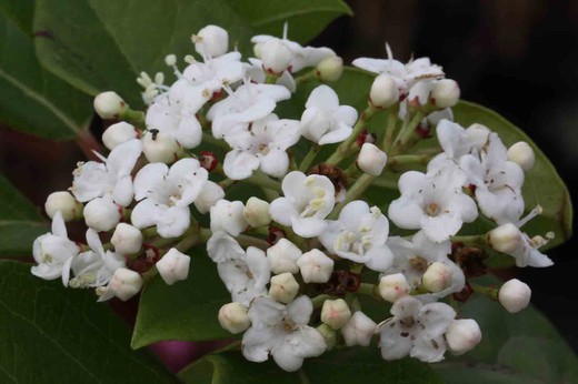 Durillo, flor branca em cachos, Viburnum tinus "Macrophyllum"