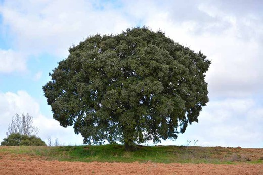 Encino, Quercus virginiana
