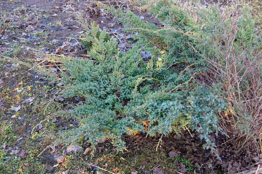 Enebro azul compacto, Juniperus horizontalis 'Andorra compacta'