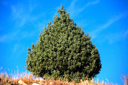 Zimbro comun, Juniperus communis