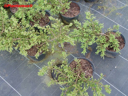 Enebro rastrero verde, Juniperus communis 'Repanda'