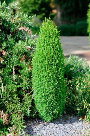 Enebro real, Juniperus communis "Compressa"