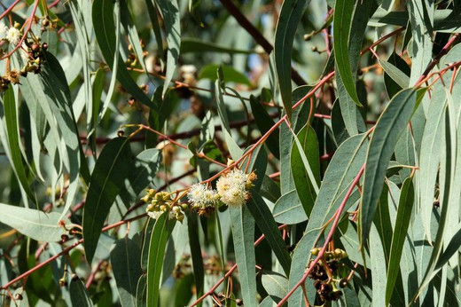 Eucalyptus globulus, eucalyptus blanc, Eucalyptus globulus
