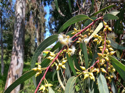 Eucalyptus camaldulensis, eucalipto vermelho