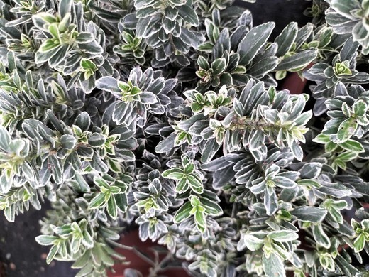 Euonymus japonicus microphyllus "Albomarginatus"