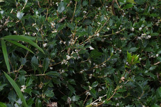 Falso azevinho - Osmanthus heterophyllus