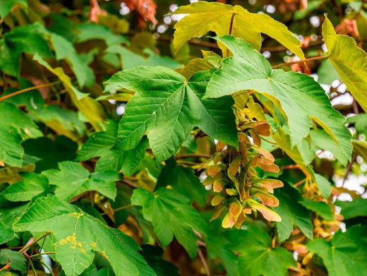 Falso platano, pradairo, Acer pseudoplatanus