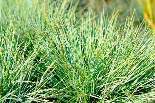 Festuca glauca Amigold