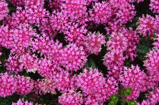 Flor de arroz, Pimelea ferruginea