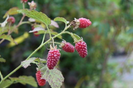 Framboesa vermelha, Rubus idaeus
