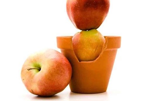 Anão fruta macieira. Árvores de fruto em vasos para terraças e jardins