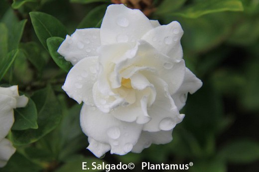 Gardenia, Gardenia jasminoides en maceta de 1,3 litros
