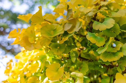 Ginkgo biloba Mariken, gingo enano