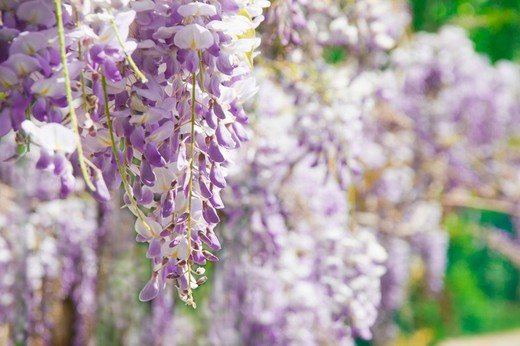 Wisteria Roxa, Wisteria sinensis Prolific