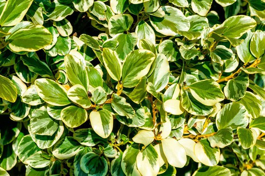 Griselinia littoralis variegata