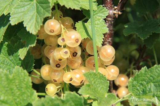 Groseille blanche, Ribes rubrum 'Cerise blanche'