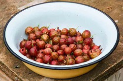 Groseilles à maquereau, Ribes nigrum et Ribes rubrum