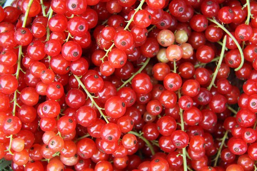 Groseille rouge 'Rovada', Ribes rubrum.