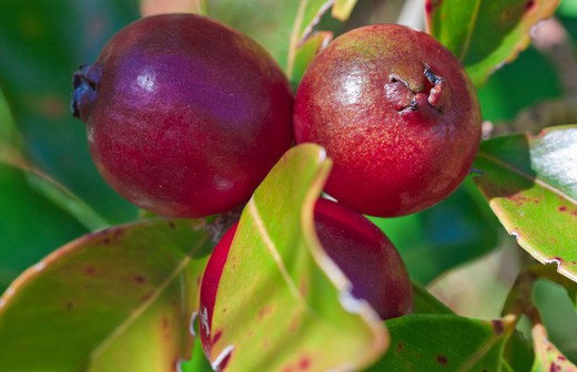 Goyave aux fraises, Psidium cattleianum