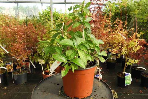 Hydrangea 'Brugg', Hydrangea macrophylla en pot de 3L