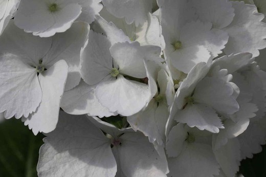 Hortensia de color blanca, Hydrangea macrophylla