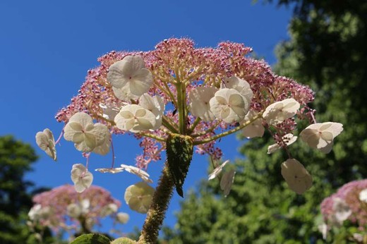 Hortensia, Hydrangea Aspera sargentiana en maceta de 11 centímetros