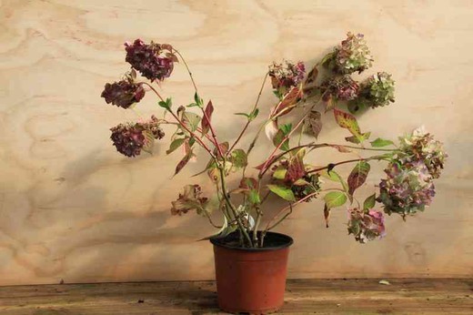 Hortensia, Hydrangea macrophylla cameroun rose en pot de 3L