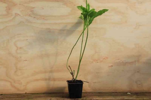 Hortênsia, Hydrangea macrophylla 'Cassiope' em vaso de 11 cm