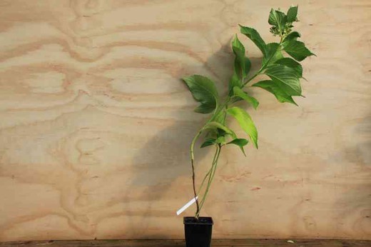 Hortensia, Hydrangea macrophylla 'Chaperon' en maceta de 11 centímetros