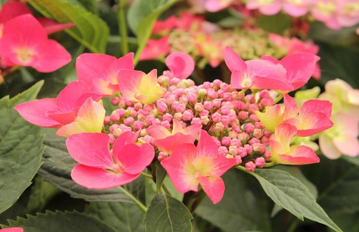 Hydrangea, Hydrangea macrophylla "Kardinal"