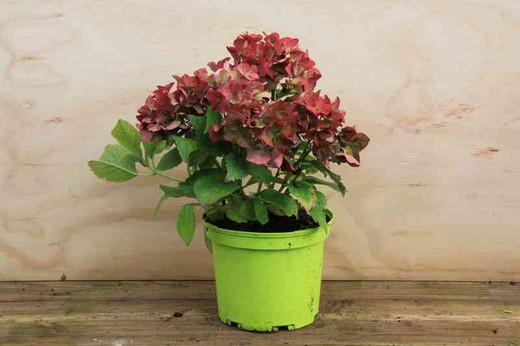 Hydrangea, Hydrangea macrophylla 'red rouge' em vaso de 3L