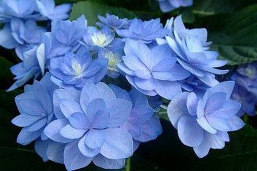 Hortensia, Hydrangea macrophylla romance azul en maceta de 3 litros