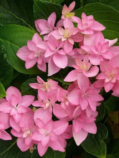 Hortensia, Hydrangea macrophylla romance rosa en maceta de 3 litros
