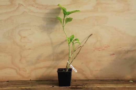 Hortênsia, Hydrangea macrophylla 'Seidel' em vaso de 11 cm
