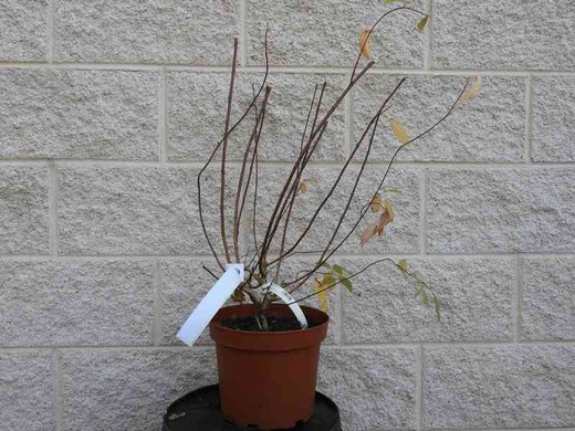 Hortênsia, Hydrangea paniculata grandiflora em vaso de 5L