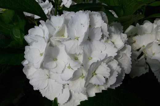 Hydrangea 'Madame E. Moulliere', Hydrangea macrophylla