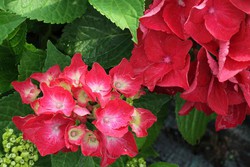 Compre hortênsias com flores vermelhas, flores enormes e vistosas —  Plantamus Nursery online