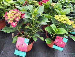 Compre hortênsias com flores vermelhas, flores enormes e vistosas —  Plantamus Nursery online