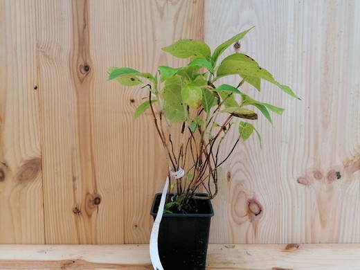 Hortensia: Compra ahora tu hortensia a un buen precio — Plantamus Vivero  online