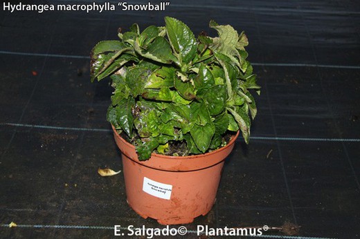 Hortênsia de bola de neve, Hydrangea macrophylla