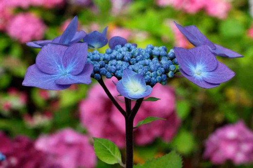 Hydrangea teller bleu, Hydrangea macrophylla "Teller blue"
