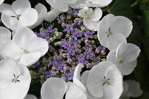 Hortensia Teller Snow, Hydrangea macrophylla