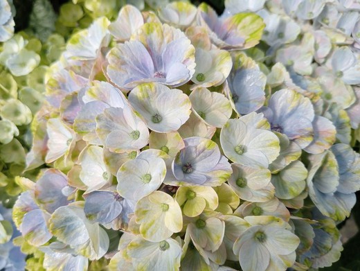 Hydrangea magical Coral Blue