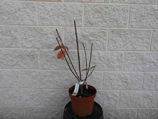 Hydrangea paniculata ruby, hortênsia em vaso de 5L